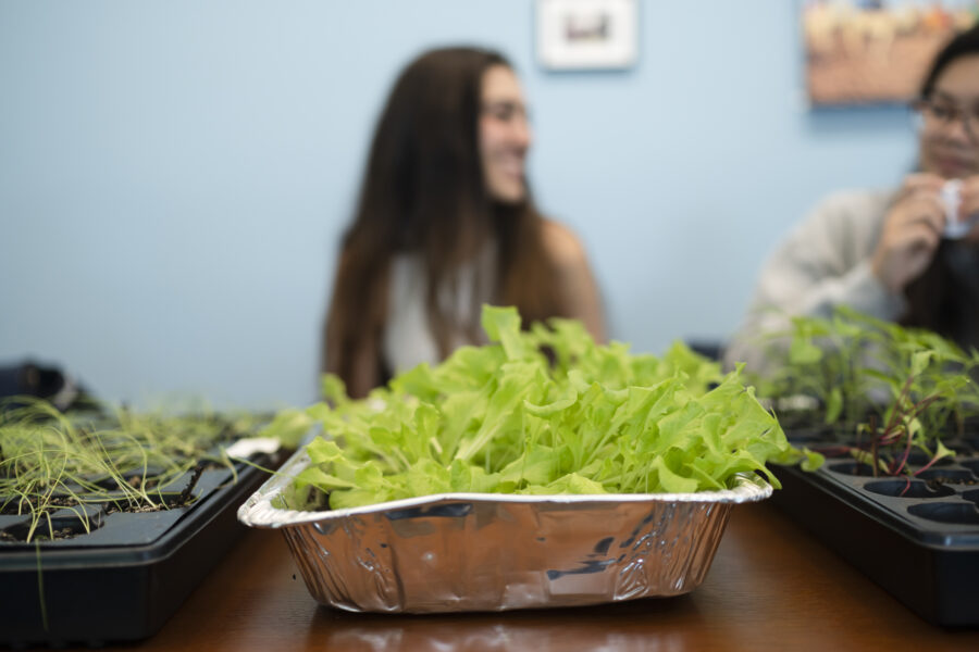 green seedlings grow in an aluminum foil tray in front of a female high school student
