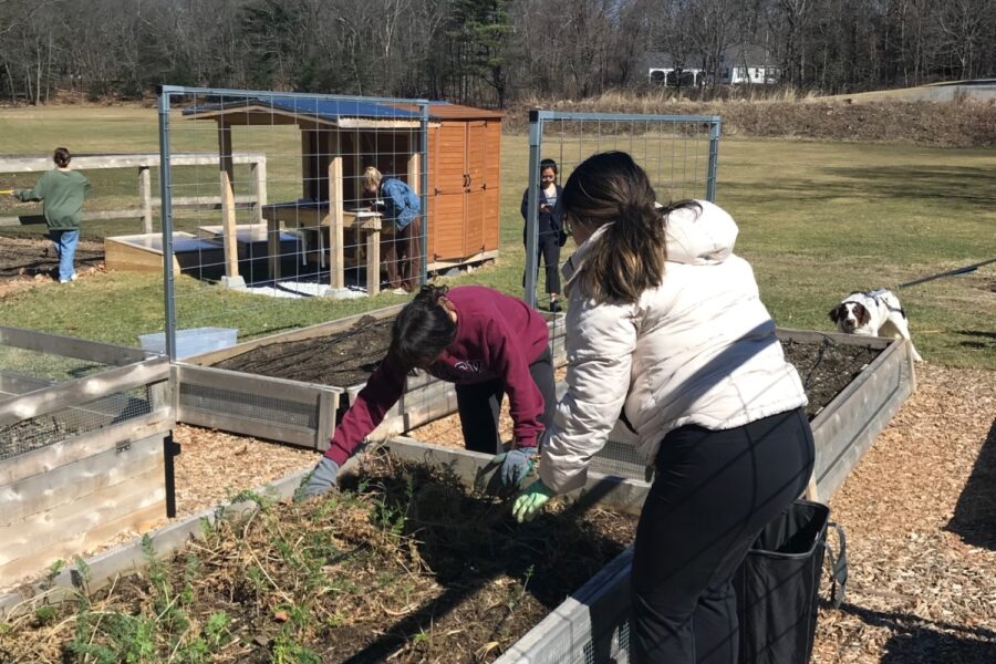 two high school students weeding a raised garden bed at Phillips Academy; blue sky